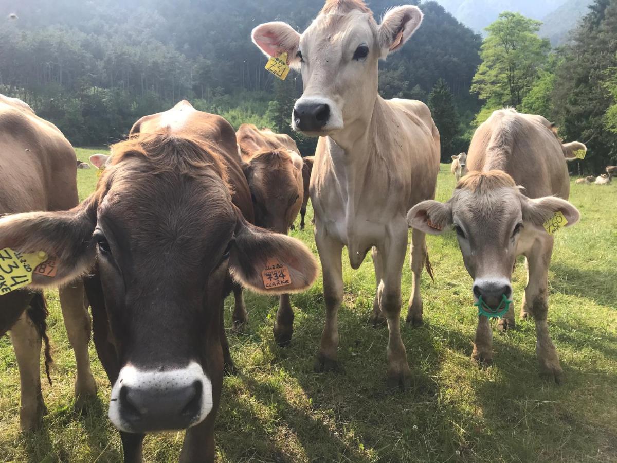 Dimora Natura-Riserva Naturale Valle Di Bondo Tremosine Buitenkant foto
